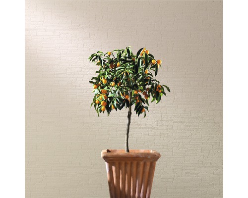Arbore de kumquat în ghiveci