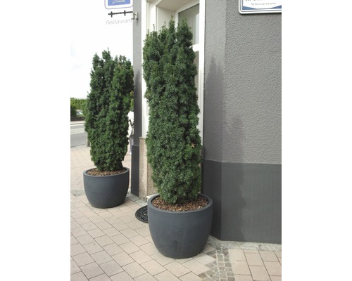 Doi tisa veșnic verzi în jardiniere în fața clădirii