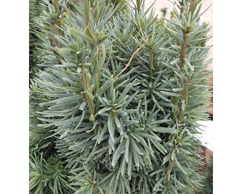 Prim-plan cu un arbore de tisa cu acele sale verzi și dense