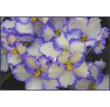 Violeta de Parma mix FloraSelf Saintpaulia ionanta H 20 cm ghiveci Ø 12 cm-thumb-1