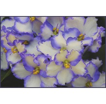 Violeta de Parma mix FloraSelf Saintpaulia ionanta H 20 cm ghiveci Ø 12 cm-thumb-1 Violeta de Parma mix FloraSelf Saintpaulia ionanta H 20 cm ghiveci Ø 12 cm-thumb-1