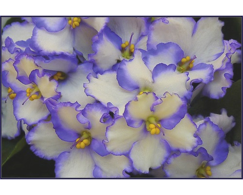 Prim-plan cu flori de violetă africană cu margine de frunze