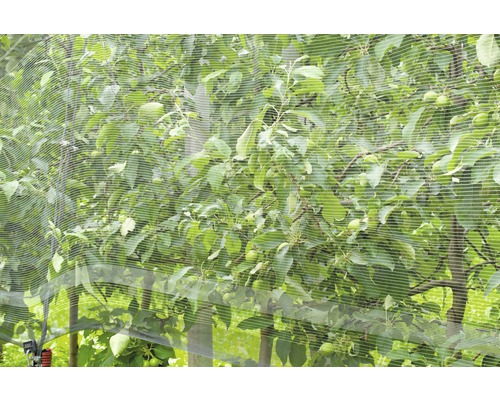 Pom fructifer cu plasă de protecție