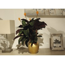 Planta care se roagă FloraSelf Calathea crocata 'Tassmania' H 45-50 cm Ø 14 cm-thumb-3 Planta care se roagă FloraSelf Calathea crocata 'Tassmania' H 45-50 cm Ø 14 cm-thumb-3