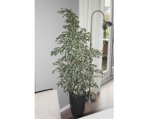 Planta Benjamini în ghiveci negru ca decorațiune interioară