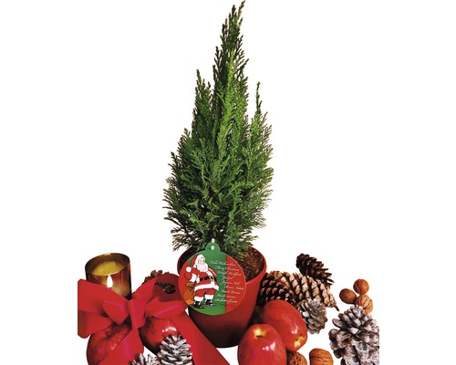 Cipru de interior în ghiveci cu decorațiuni de Crăciun