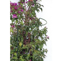Bougainvillea cu suport de cățărare pe un perete alb