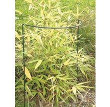 Plantă de bambus cu protecție pentru plante