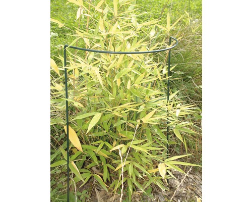 Plantă de bambus cu protecție pentru plante