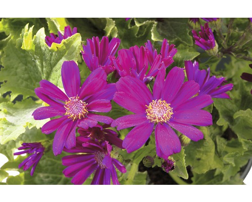 Prim-plan cu flori cineraria violet cu frunze verzi