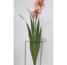 Gladiole în suport de flori