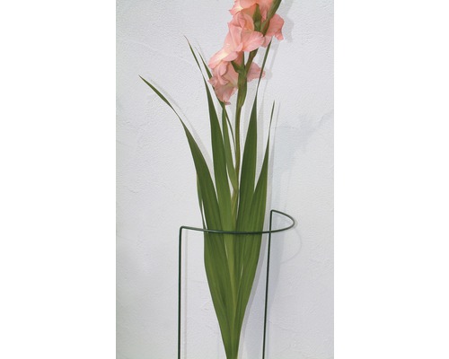 Gladiole în suport de plante