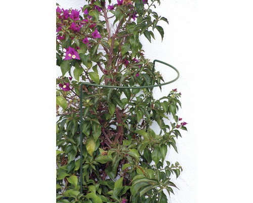 Bougainvillea cu suport pentru plante pe un perete