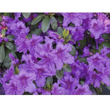 Azalee/Rododendron FloraSelf Rhododendron obtusum H 25-30 cm Co 3 L lila