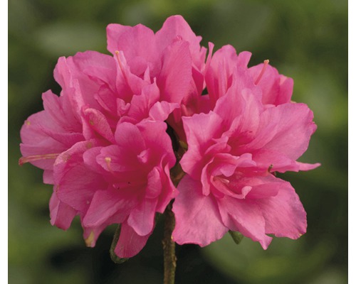Azalee/Rododendron FloraSelf Rhododendron obtusum H 30-40 cm Co 5 L roz