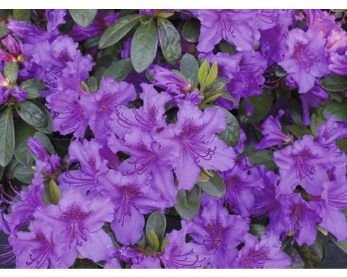 Azalee/Rododendron FloraSelf Rhododendron obtusum H 30-40 cm Co 5 L lila