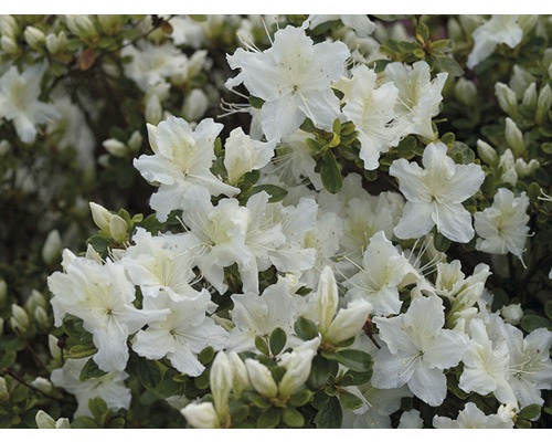 Azalee/Rododendron FloraSelf Rhododendron obtusum H 30-40 cm Co 5 L alb