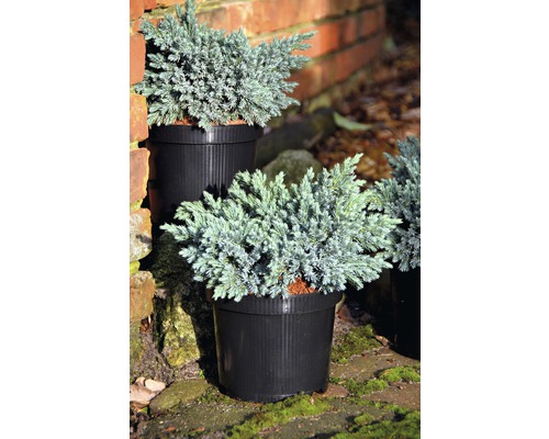 Ienupăr târâtor albastru în ghivece pentru exterior