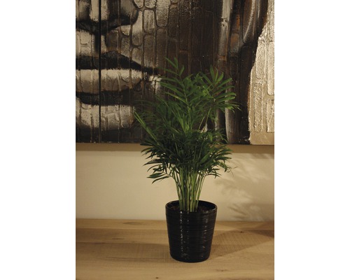 Plantă de interior palmier de munte într-un ghiveci