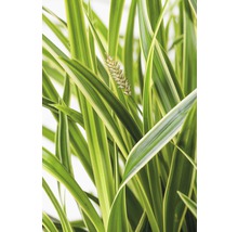 Prim-plan cu iarbă ornamentală cu floare