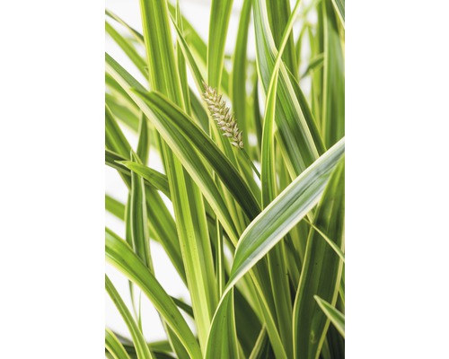Prim-plan cu iarbă ornamentală cu floare