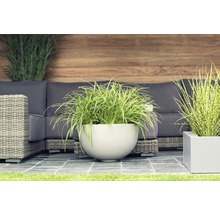 Iarba variegata FloraSelf Carex morrowi 'Ice Dance' H 5-30 cm Co 3 L