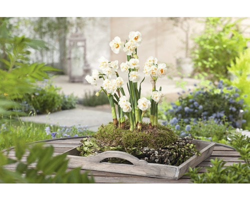 Aranjament cu narcise într-o tavă de lemn pentru grădină