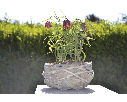 Lalele pestrițe înflorite într-o jardinieră