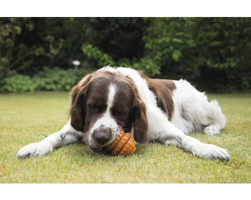 Un câine maro și alb stă întins pe gazon și mestecă o jucărie.