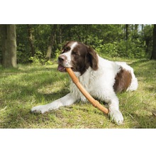 Un câine stă întins în iarbă și ține un băț în gură.