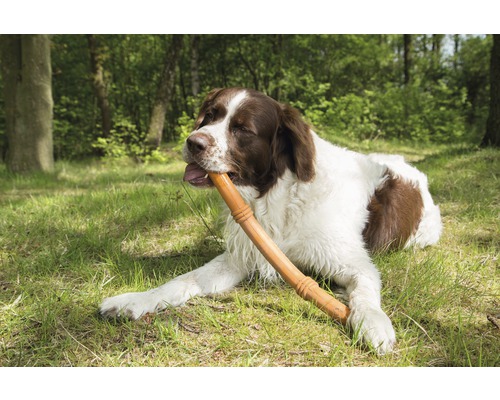 Un câine stă întins în iarbă și ține un băț în gură.
