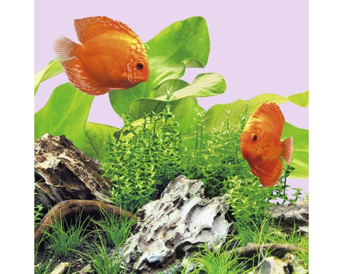 Decor de acvariu cu pești discus, plante acvatice și pietre