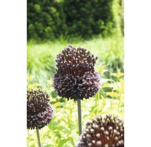 Allium ornamental înflorit în grădină