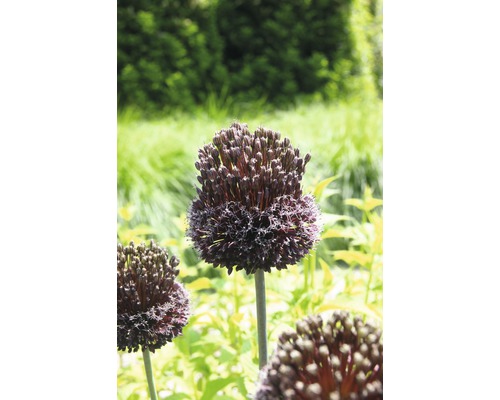 Allium ornamental înflorit în grădină