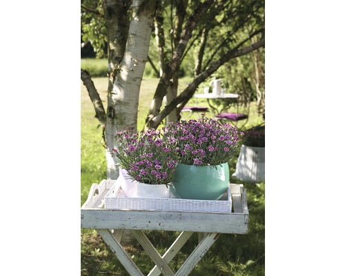 Ghivece cu garoafe violet pe o masă de lemn în grădină.