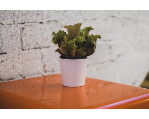 Sarracenia într-un ghiveci alb pe o masă