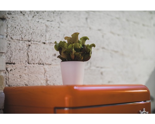 Planta carnivoră într-un ghiveci pe un dulap