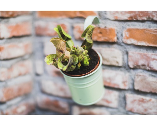 Plantă carnivoră într-un ghiveci în fața unui perete de cărămidă