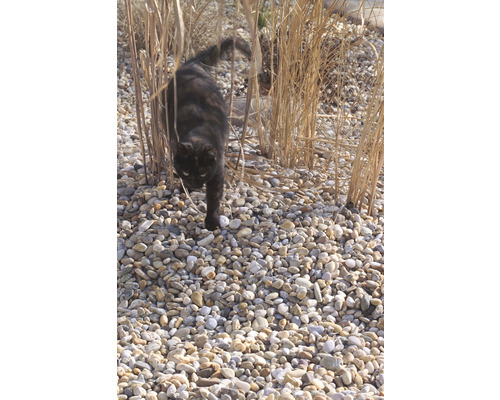 Pisică printre iarbă ornamentală și pietriș