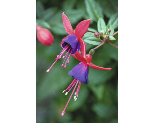 Prim-plan cu floare de fucsia