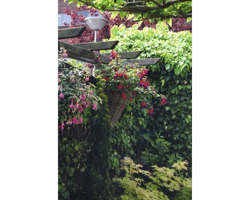 Scenă de grădină cu plante, coș și construcție din lemn