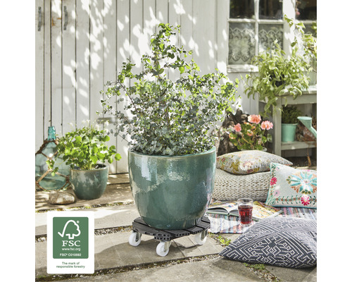 Plantă într-un ghiveci pe un suport cu rotile pentru plante, în exterior