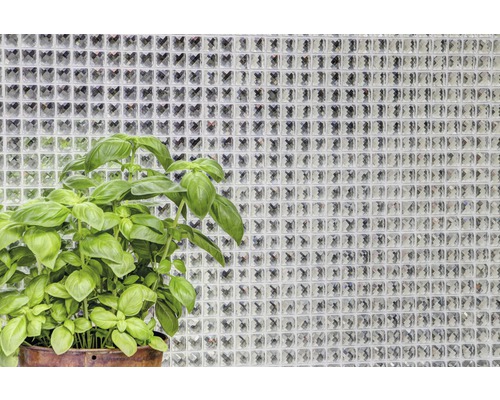 Plantă de busuioc în ghiveci în fața unui perete din cărămizi de sticlă