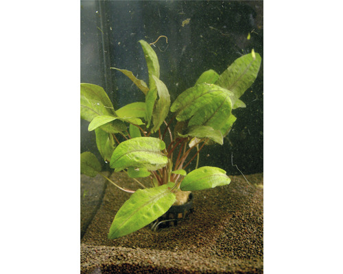 Plantă acvariu Cryptocoryne Wendtii tropica Easy 5
