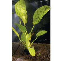 Plantă de acvariu cu frunze pătate în acvariu