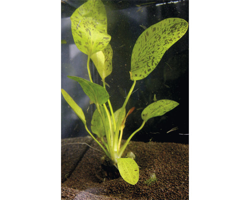 Plantă acvariu Echinodorus Ozelot green Easy 5