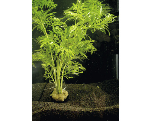 Plantă acvariu Hygrophila Difformis Easy 5