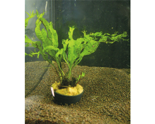 Plantă acvariu Microsorium Windelov Easy 7