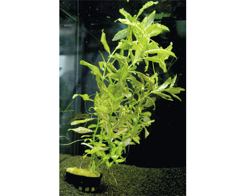 Plantă acvariu Hygrophila Rosanervis Easy 3