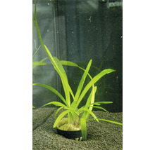 Plantă acvariu Sagitaria Eatoni Easy 3